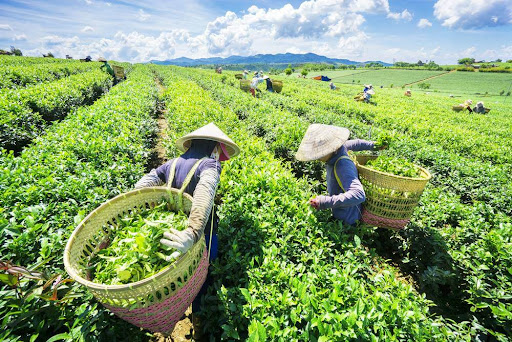 Hãy chọn nên mua giống trồng cây trà xanh tốt và uy tín nhất để đảm bảo chất lượng chè tốt nhất